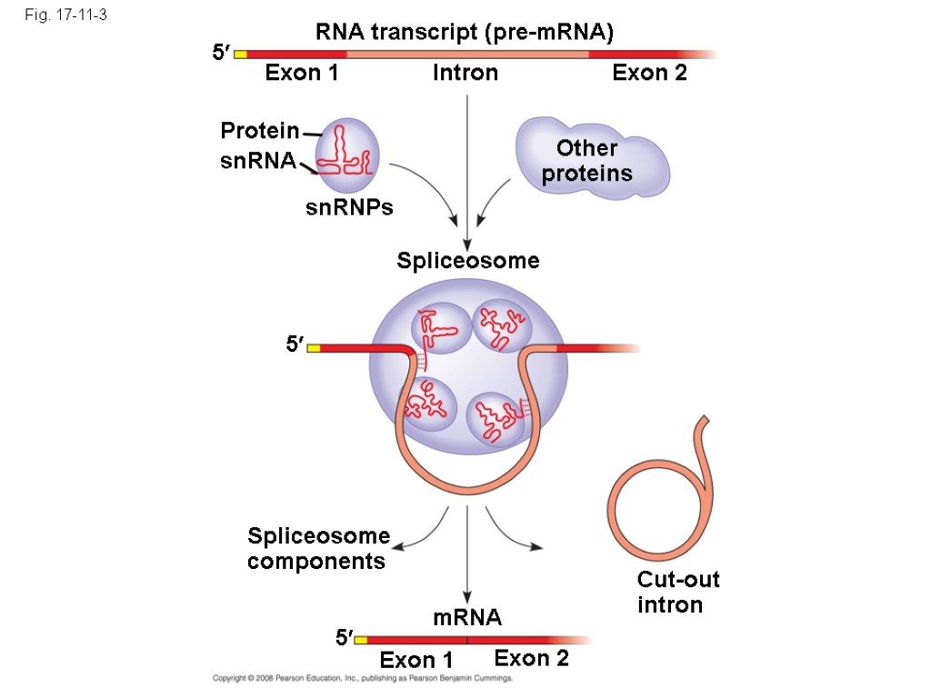 Fig. 17-11-3 RNA transcript (pre-mRNA) Exon 1 Exon 2 Intron Protein snRNA snRNPs Other